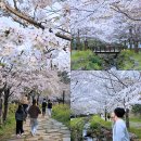 시냇물공원 | 제주도 벚꽃 개화시기 예래생태공원 서귀포 벚꽃 명소
