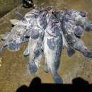 멋쟁이세탁 이미지