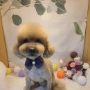 놀러와캣독 이미지