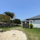 금성 담쟁이 이미지