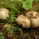 두엄먹물버섯 Coprinus atramentarius (Bul.:Fr.)Fr. ヒトヨタケ 이미지