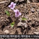 제비꽃.흰젖.흰들.흰제비 이미지