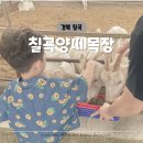 도윤목장 | 대구근교아이랑가볼만한곳 칠곡양떼목장 주말나들이 다녀왔어요.