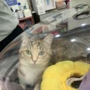 염창제일동물병원 이미지