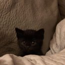 검은고양이 이미지