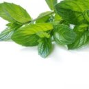 페퍼민트 이미지