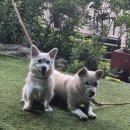 오쿨리펜션 이미지