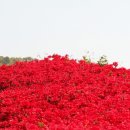 섬진강변 철쭉길 이미지