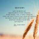 밀알 이미지