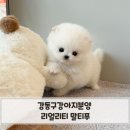대디동물병원 | 강동구강아지분양 리얼리티 말티푸