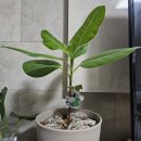 (주)뉴에코 | 시드니 블루마운틴 &amp; 페더데일 동물원 당일치기 근교 여행후기 (feat. 호주무한투어)