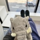 [잠실 치과] :: “잠실숲사랑니치과” 최강 쫄보 매복사랑니 발치 후기 🥺🥲🙏