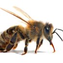 여왕벌 이미지
