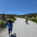 내리목장 | 25.7.12.토.후기 아이들과 함께 나들이 가기 좋은 곳 가평 양때 목장