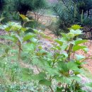 물미 농장 이미지