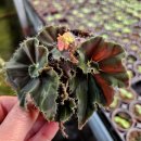 맘보농장 이미지