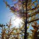 허브향기 이미지