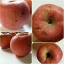 ＜부사사과/사과즙＞동북7호 옛날원품종 아삭 당도 찐! 사과 .~ 이미지