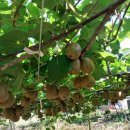 해금농장 이미지