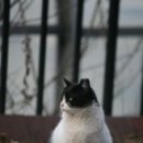 건강하개 이미지