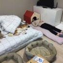 멍냥이옷장