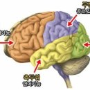 글읽기와 글쓰기, 매일 해야 하는 이유를 두뇌과학이 설명한다 이미지