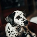 참동물의료센터 이미지