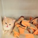 내강아지&내야옹이 이미지