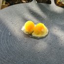 별빛오토캠핑장 이미지