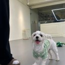 댕린이 보호구역 이미지