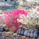 지에스25광양매화 | 4년 연속 전남 대표축제, 2026 광양매화축제 일정·입장료·프로그램·주차장정보