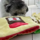 이쁜댕 이미지