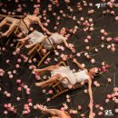 [25년 3분기] 한국무용(우리가락,우리춤) | LG아트센터 피나 바우쉬 &#39;카네이션&#39; 공연 후기 + 탄츠테아터 부퍼탈(Tanztheater Wuppertal)에 대한 설명