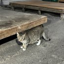 씨유 목포한일시장점 | 목포 1박 2일 여행 ① : 목포 해상 케이블카, 씨엘비베이커리, 우아한돈