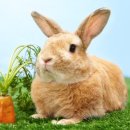 아우름 동물병원 이미지