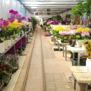 예삐농원 이미지