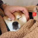 넨네