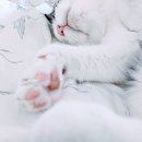 숲속고양이 이미지