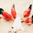 참새 다락방 이미지