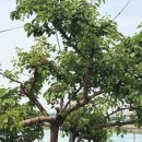 뽑기농장 이미지