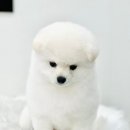 댕이샤워 이미지