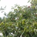 성주농원 이미지