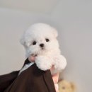 힐링퍼피 | 동탄호수공원에서 만난 힐링 공간, 클라씨퍼피에서 우리 강아지도 행복했어요