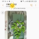 절굿대story