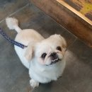 민들레 노래연습장 이미지