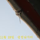 황금 잉어! 이미지