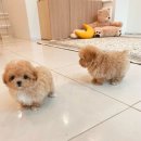 퍼피얌 그루밍 이미지