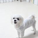 펫바이블 이미지