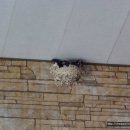 둥지카센타 이미지