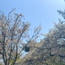 봄날애견 이미지